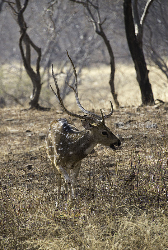 Chital Axis鹿，印度